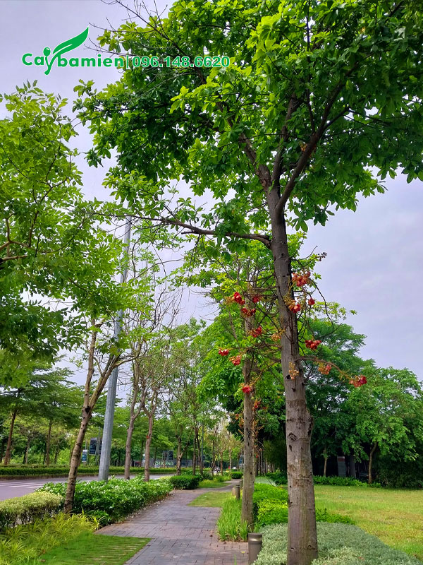 Hàng cây Sala trồng lấy bóng mát trong khi đô thị