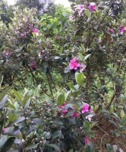 Hình ảnh cây Sim đẹp, hoa màu tím ấn tượng