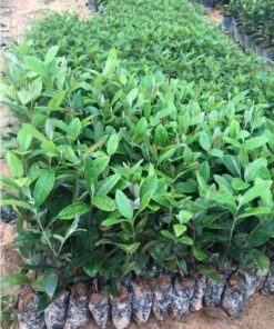 Những luống cây sim giống cao 25 - 30cm