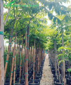 Vườn cây giống choai choai chiều cao 2m