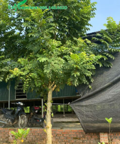 Cây hoa Sò Đo cam cao khoảng 4m, vanh 30