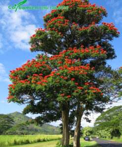 Cây hoa Sò Đo Cam cổ thụ trồng ven đường quốc lộ