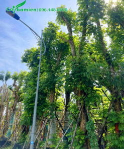 Cây Sò Đo Cam cổ thụ đường kính gốc 30cm trở lên, đã dưỡng ủ trong bầu