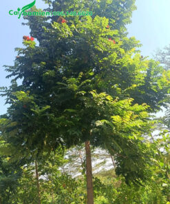 Cây Sò Đo Cam thẳng đẹp, đang bắt đầu nở hoa