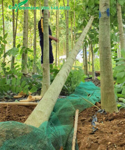 Bọc bầu cây Sò Đo Cam bằng lưới