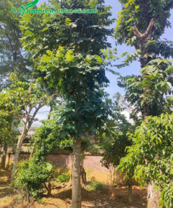 Khu vực dâm ủ những cây sò đo cam cổ thụ