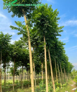 Hàng trăm cây Sò Đo Cam chiều cao 4m, dáng thân thẳng tắp