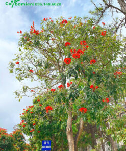 Sò Đo Cam trồng trên đường phố tại Hà Nội