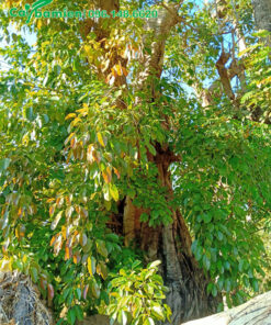 Sộp công trình cả tán lá đang đổi màu