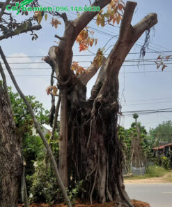 Một cây Sộp kiểng gốc lớn, đường kính 1m