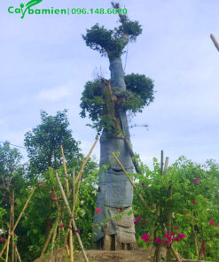 Sộp dâm ủ thân được cuốn chăn bông và vải dày để giữ ẩm