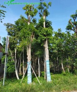 Cây sala mới giâm ủ