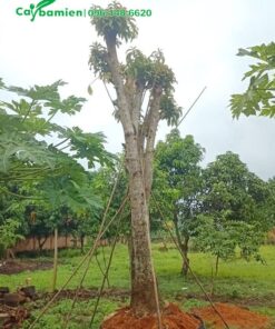 Cây hoa tha la cổ thụ mới trồng