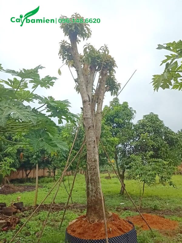 Cây hoa tha la cổ thụ mới trồng