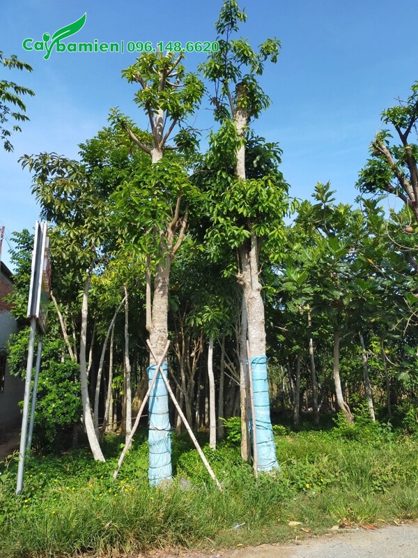 Cây sala mới giâm ủ