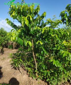 Cây Thị 3 năm tuổi, cao gần 2m