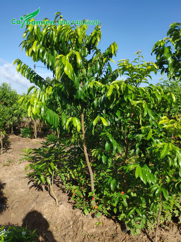 Cây Thị 3 năm tuổi, cao gần 2m