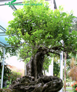 Chậu bonsai Thị Thơm cổ