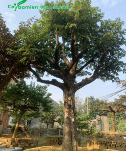 Thị Thơm dâm ủ 3 năm