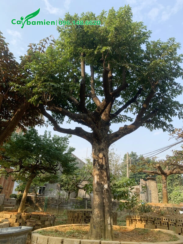 Thị Thơm dâm ủ 3 năm