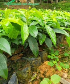 Cây giống Thị ươm hạt nguyên bầu