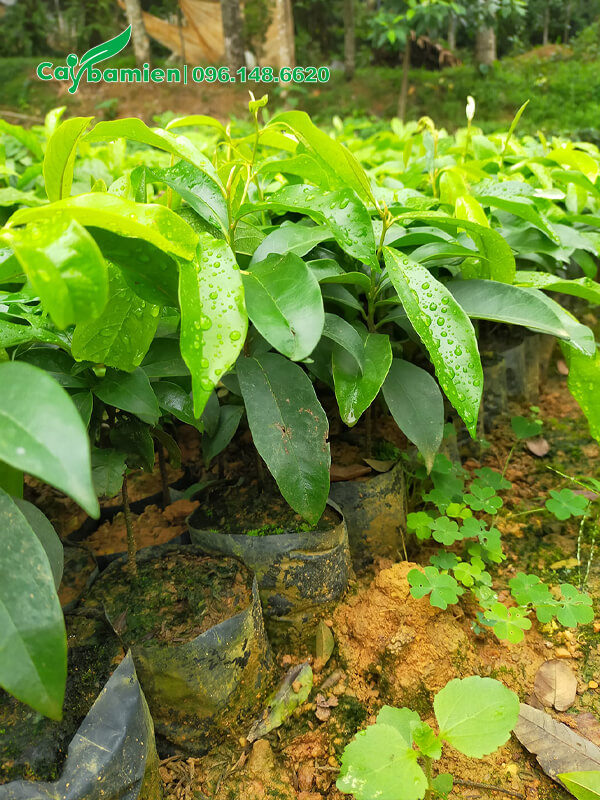 Cây giống Thị ươm hạt nguyên bầu