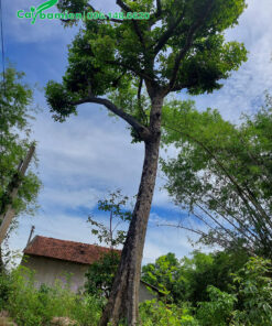 Một cây quả Thị lâu năm, cao 6m, thân thẳng cao vút