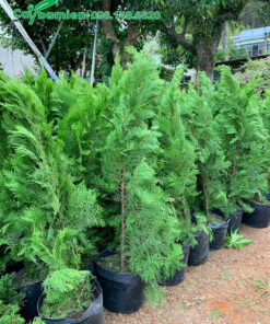 Cây giống đang bắt đầu vỡ tán