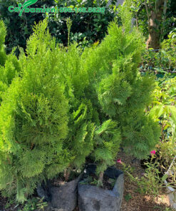 Bán Trắc Bách Diệp 2 năm tuổi