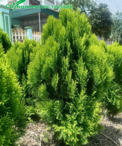 Cây đẹp, lá tươi tốt, xanh từ gốc đến ngọn