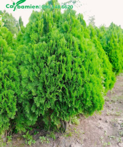 Trắc Bách Diệp cao 1,5m tán rộng 1m