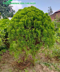 Cây trưởng thành, tỉa tán tròn đẹp