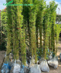 Cây Hoàng Nam trồng hàng rào cao khoảng 2m, đã bứng bầu cẩn thận