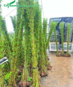 Trúc Quân Tử cao 3m, thân màu vàng xanh đẹp