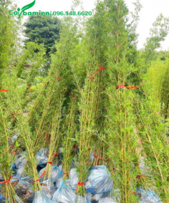 Bọc gọn cây trúc quân tử trước khi giao cho khách hàng