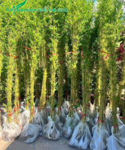 Trúc Quân Tử đóng 10 cây/1 bịch