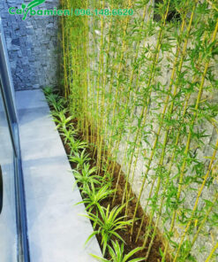 Hàng Trúc Quân Tử cảnh trồng sát tường khu vực giếng trời