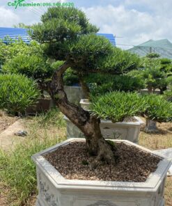 Cây trồng trong chậu đá lục giác