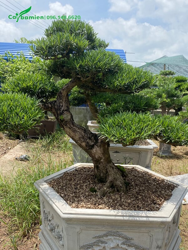 Cây trồng trong chậu đá lục giác