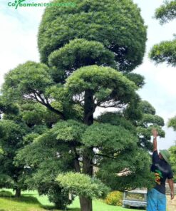 Tán ở đỉnh cây tỏa tròn nhưn một quả cầu lớn