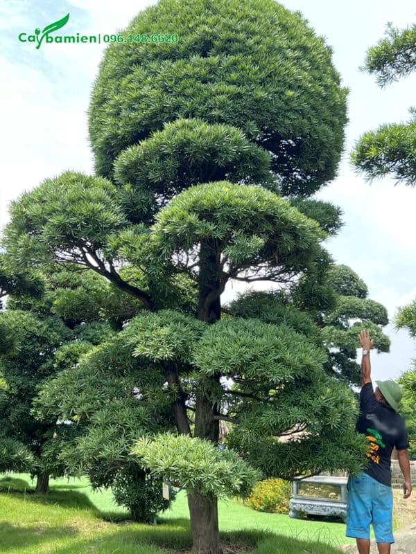 Tán ở đỉnh cây tỏa tròn nhưn một quả cầu lớn