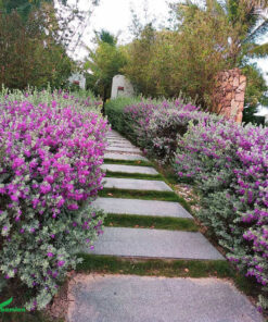 Tuyết Sơn Phi Hồ trồng viền trong sân vườn