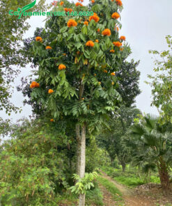 Cây Vàng Anh thân gỗ đường kính gốc 15cm, sẵn hoa đẹp