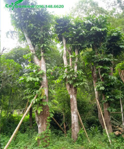 Vàng Anh gốc khủng, đk gốc 25 - 30cm