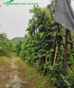 Những hàng cây Vàng Anh đã dâm ủ kỹ, đường kính gốc 15 - 20cm