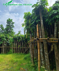 Hàng trăm cây vàng anh dâm ủ thân thẳng đẹp, đường kính thân 10 - 15cm