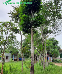 Mua bán cây Vàng Anh chiều cao 5m