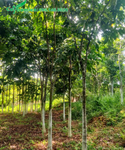 Vườn vàng anh thân gỗ trưởng thành đường kính gốc 8 - 10cm