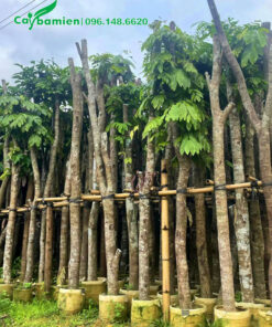 Vàng Anh thân gỗ cao 4m, thân thẳng đẹp, đường kính gốc 15 - 18cm