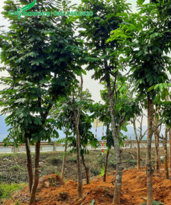 Cây dâm ủ lâu năm chiều cao 5 - 6m